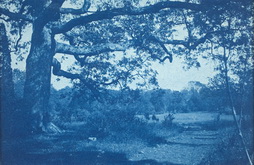 Large Oak at Edge of Meadow
